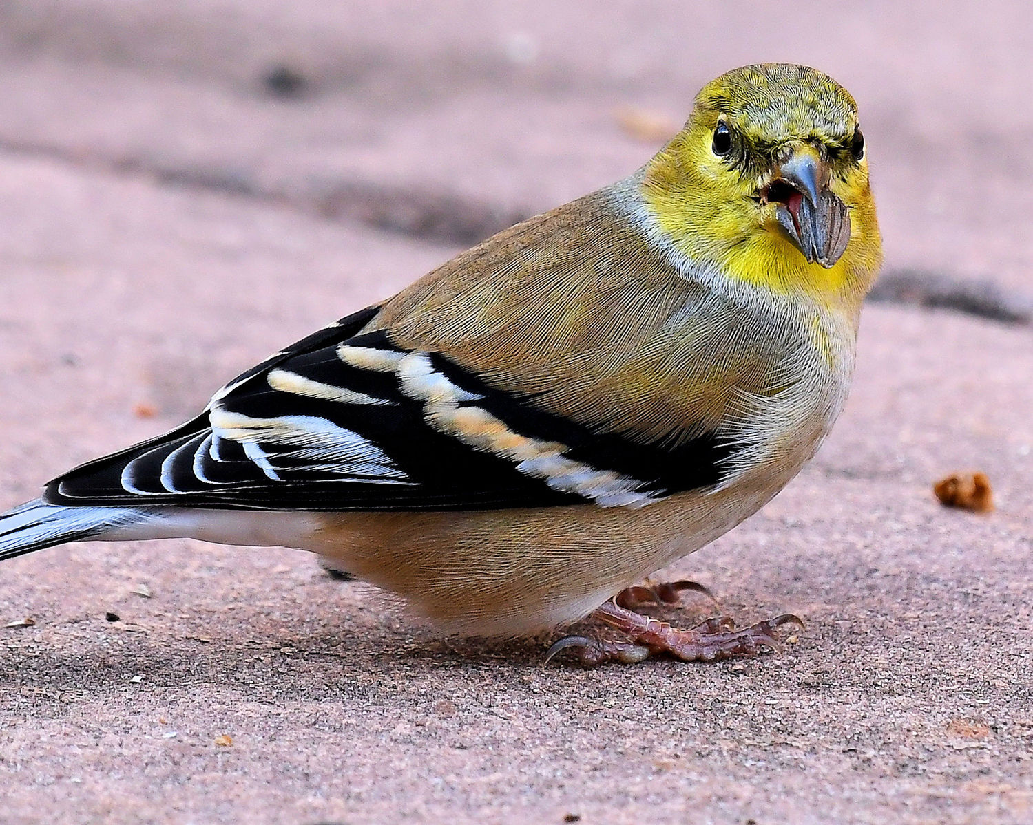 Golfinch